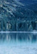 Tree Reflection in Lake 2