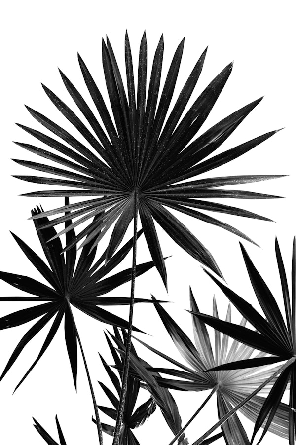 Fan Palm Leaves Jungle 4