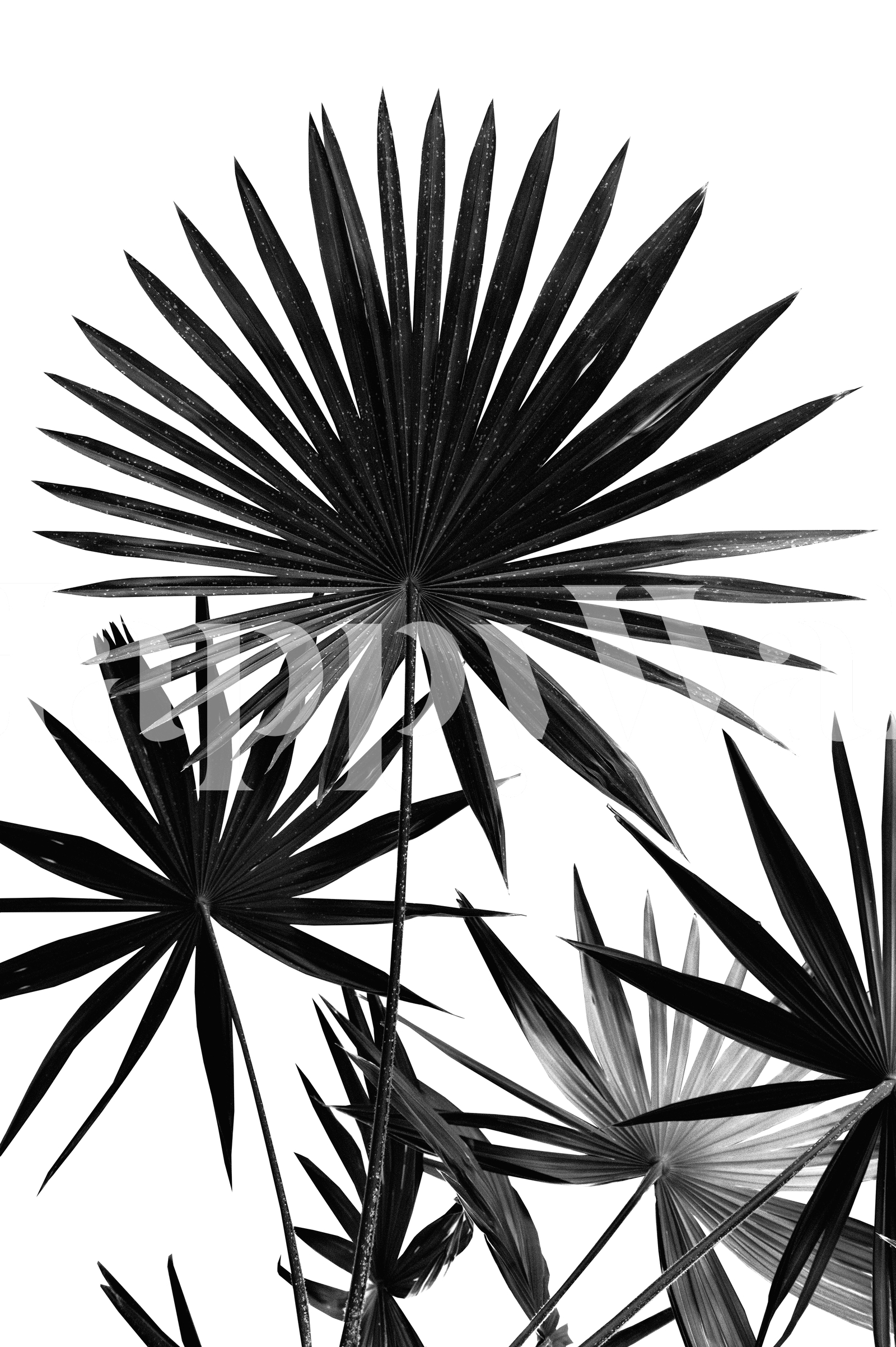 Buy Fan Palm Leaves Jungle 4 Wallpaper Happywall