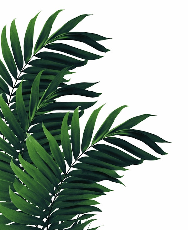 Palm Leaves Tropical Vibes 1
