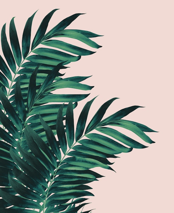 Palm Leaves Tropical Blush1