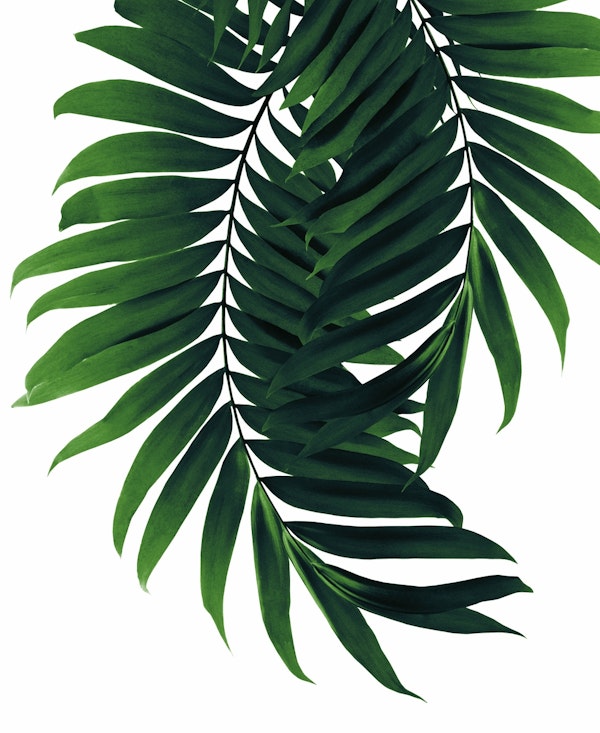 Palm Leaves Tropical Vibes 2