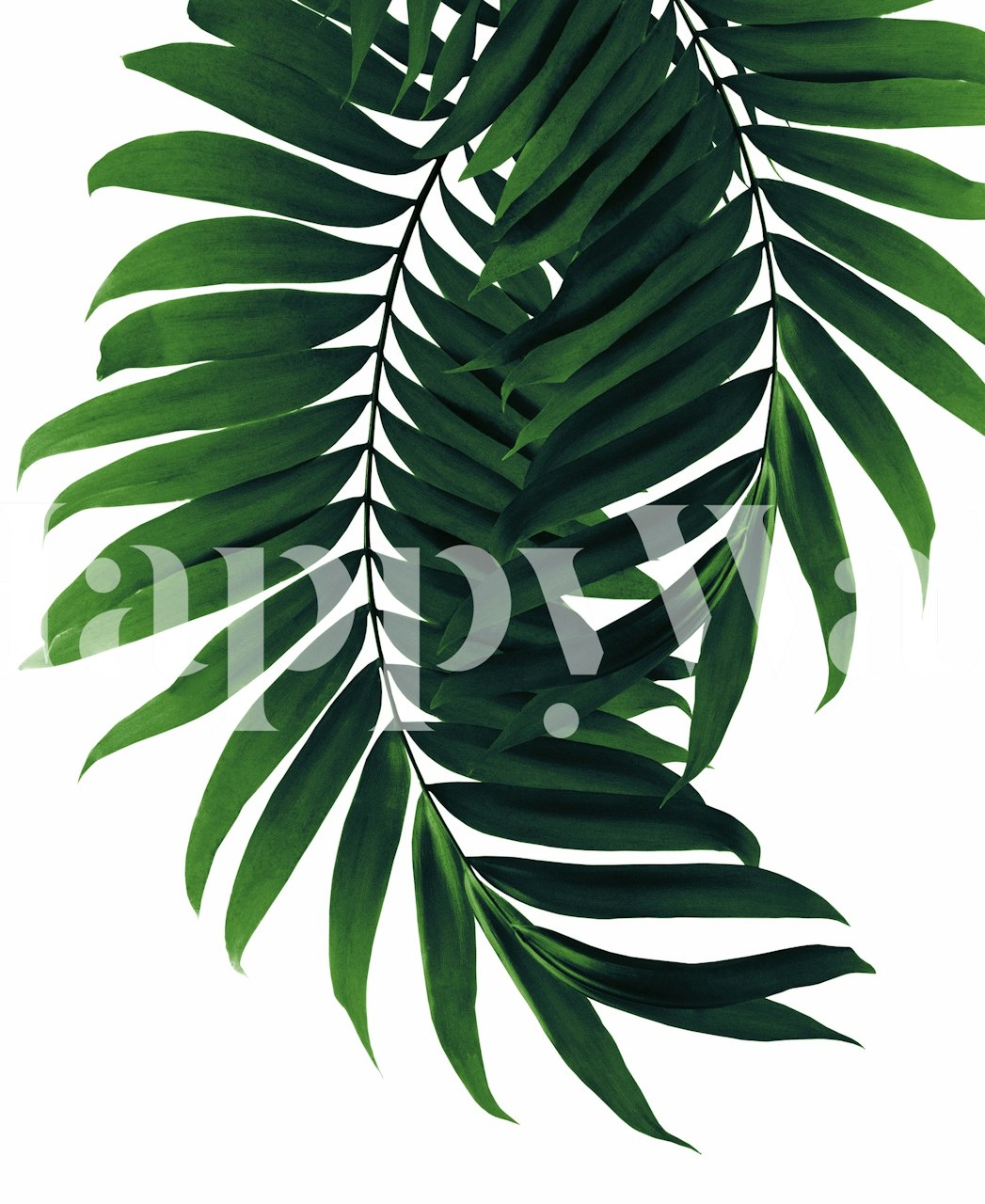 Papier peint mural de feuilles de palmier vertes luxuriantes pour un décor tropical