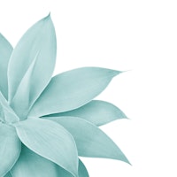 Agave Finesse 8 ταπετσαρία