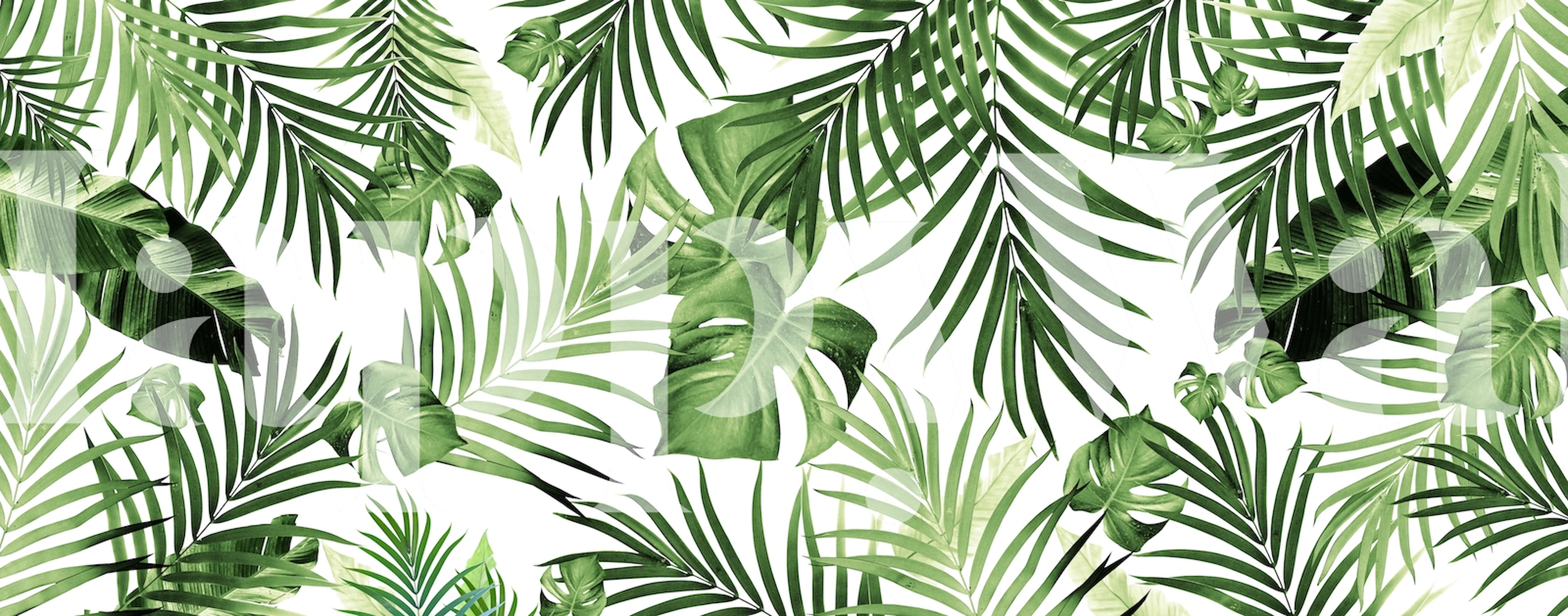 Tropische Blätter in verschiedenen Grüntönen auf weißem Hintergrund. Botanisches Design-Wandbild.