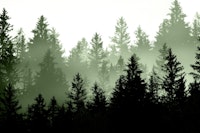 Green Forest Dream 1 carta da parati