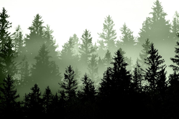 Green Forest Dream 1