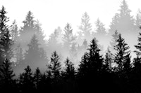 Black White Forest Dream 1 carta da parati