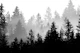 Black White Forest Dream 1