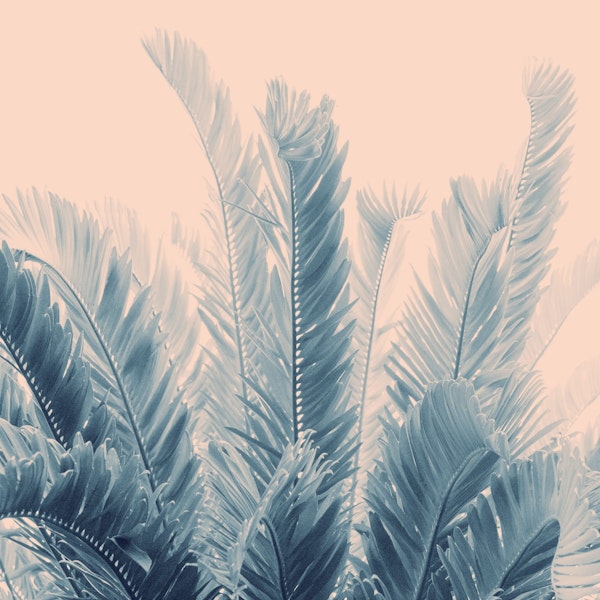 Tropical Leaves Dream 4a1