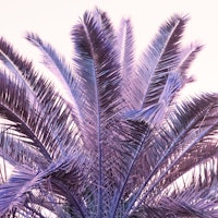 Palm Leaves Beach Dream 1 ταπετσαρία