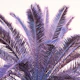 Palm Leaves Beach Dream 1