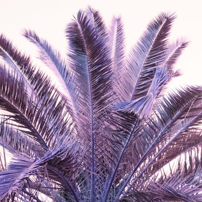 Τοιχογραφία