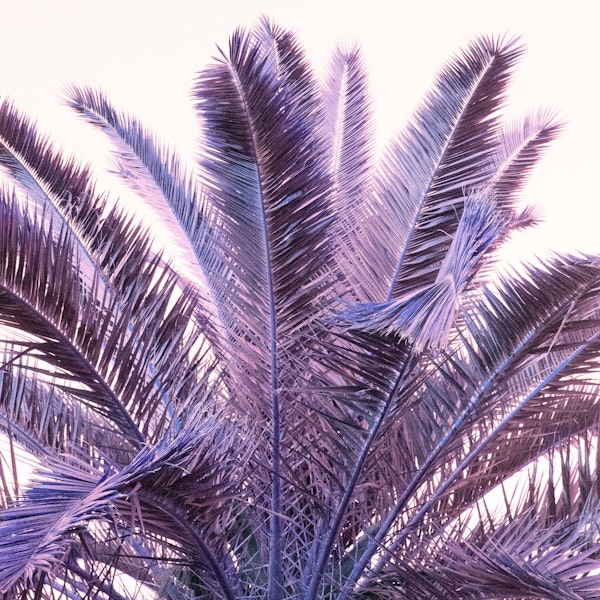 Palm Leaves Beach Dream 1