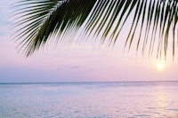 Caribbean Sunset Ocean Palm 4 papiers peint