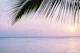 Caribbean Sunset Ocean Palm 4