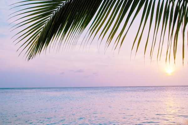 Caribbean Sunset Ocean Palm 4
