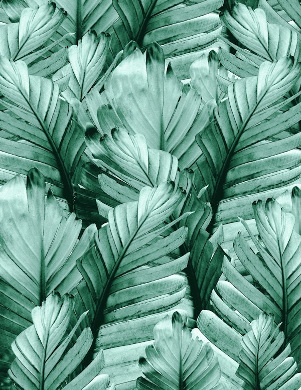 Green Banana Leaves Dream 14