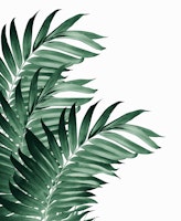Palm Leaves Tropical Green 3 tapet