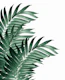 Palm Leaves Tropical Green 3