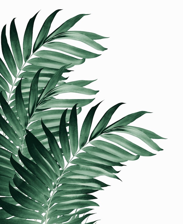 Palm Leaves Tropical Green 3