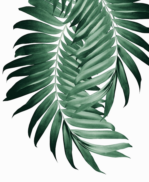 Palm Leaves Tropical Green 4