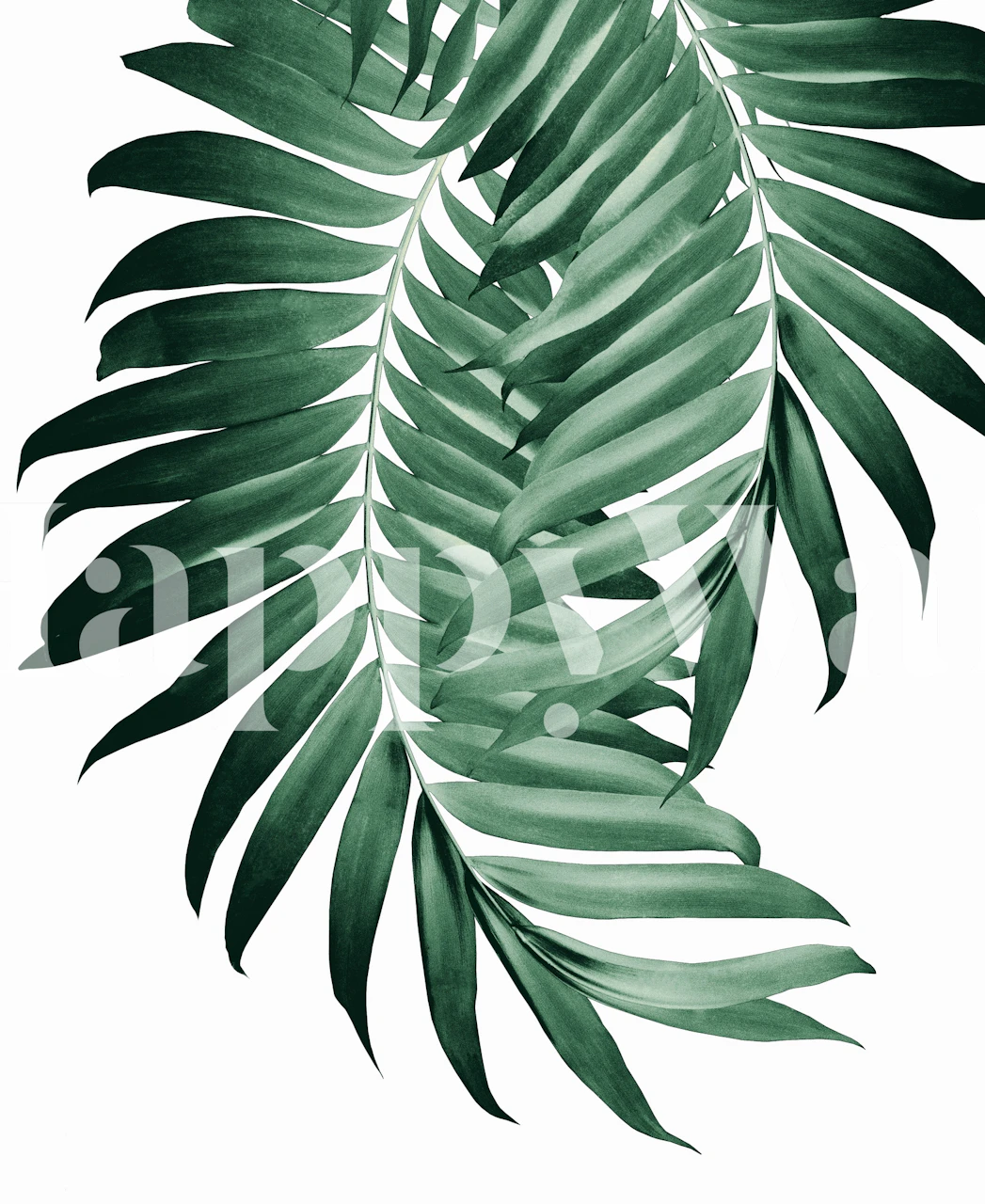 Fototapeta Palm Leaves Tropical Green s živými palmovými listy.