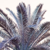 Palm Leaves Beach Dream 2 ταπετσαρία