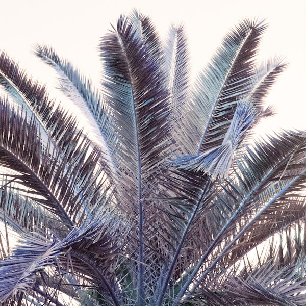 Palm Leaves Beach Dream 2