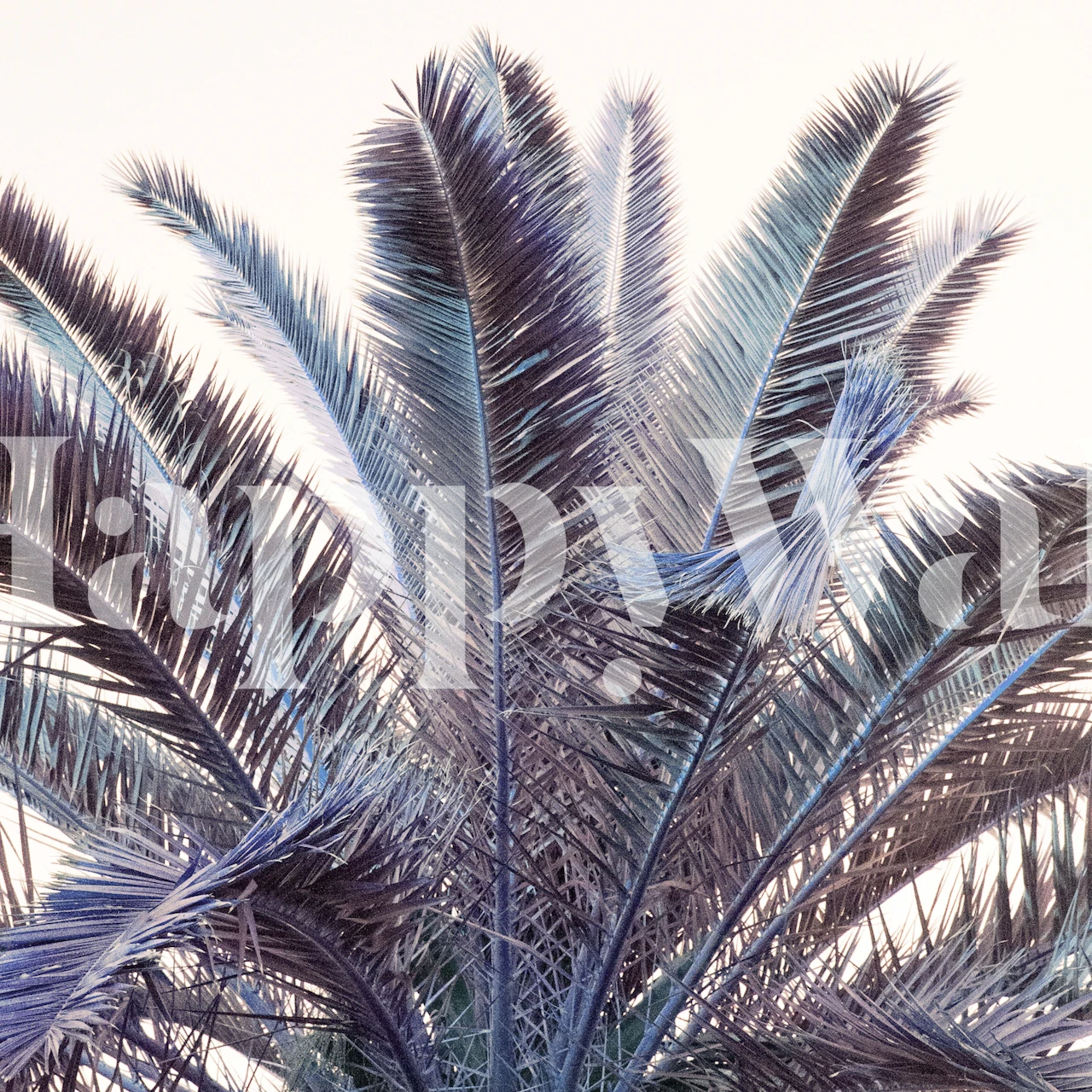 Palm Leaves Wallpaper huoneessa