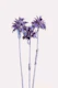 Palm Trees Dream 7