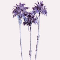 Palm Trees Dream 7 wallpaper