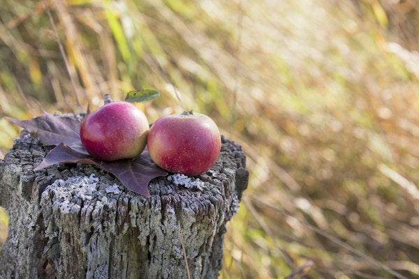 Red Apples On Tree Stump