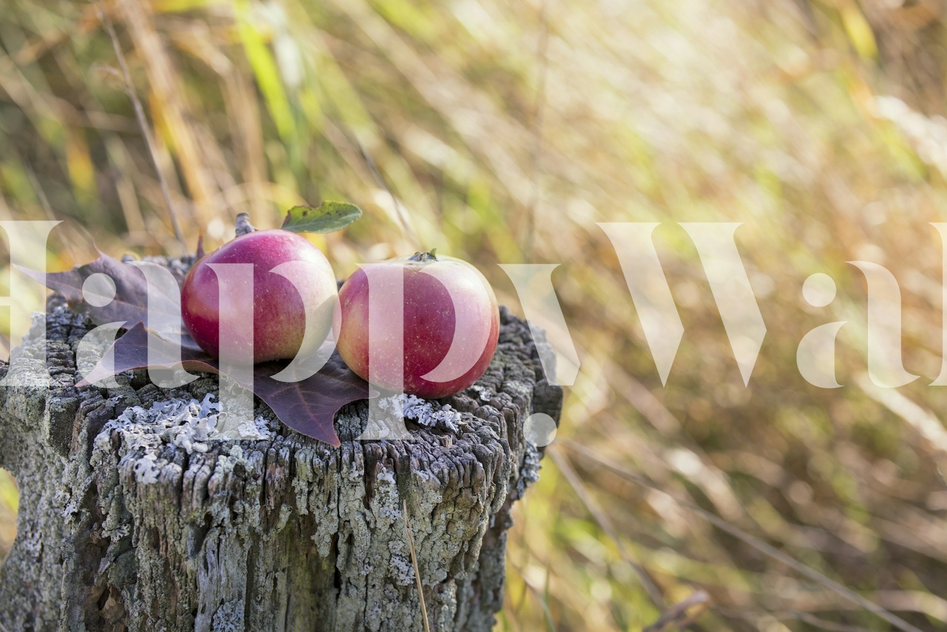 Two red apples on a tree stump with blurred background wallpaper