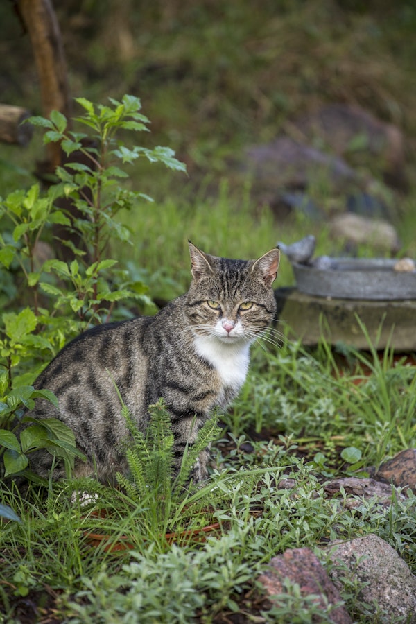 Handsome Grey White Cat