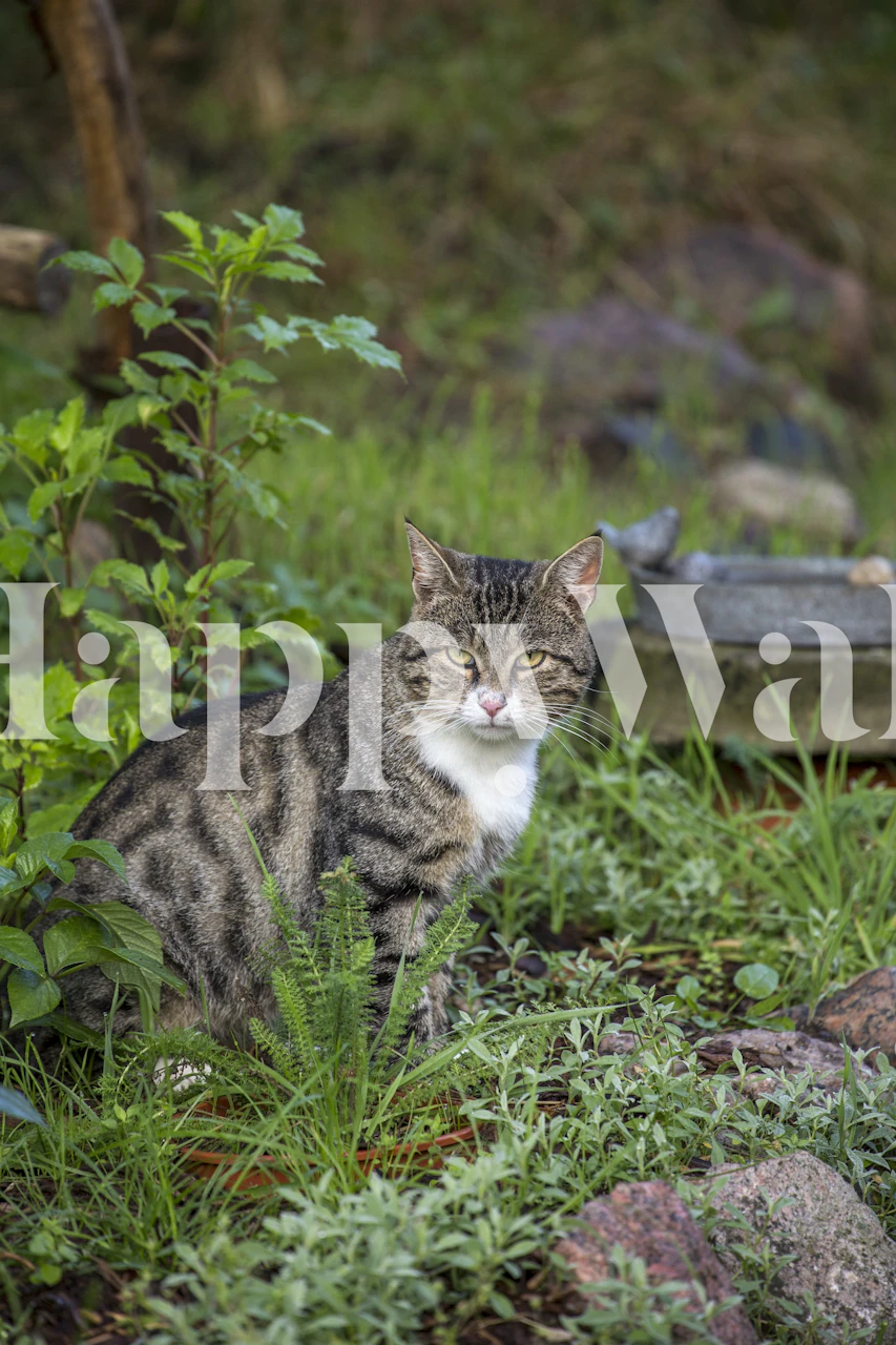 Handsome Grey White Cat Tapete im Raum