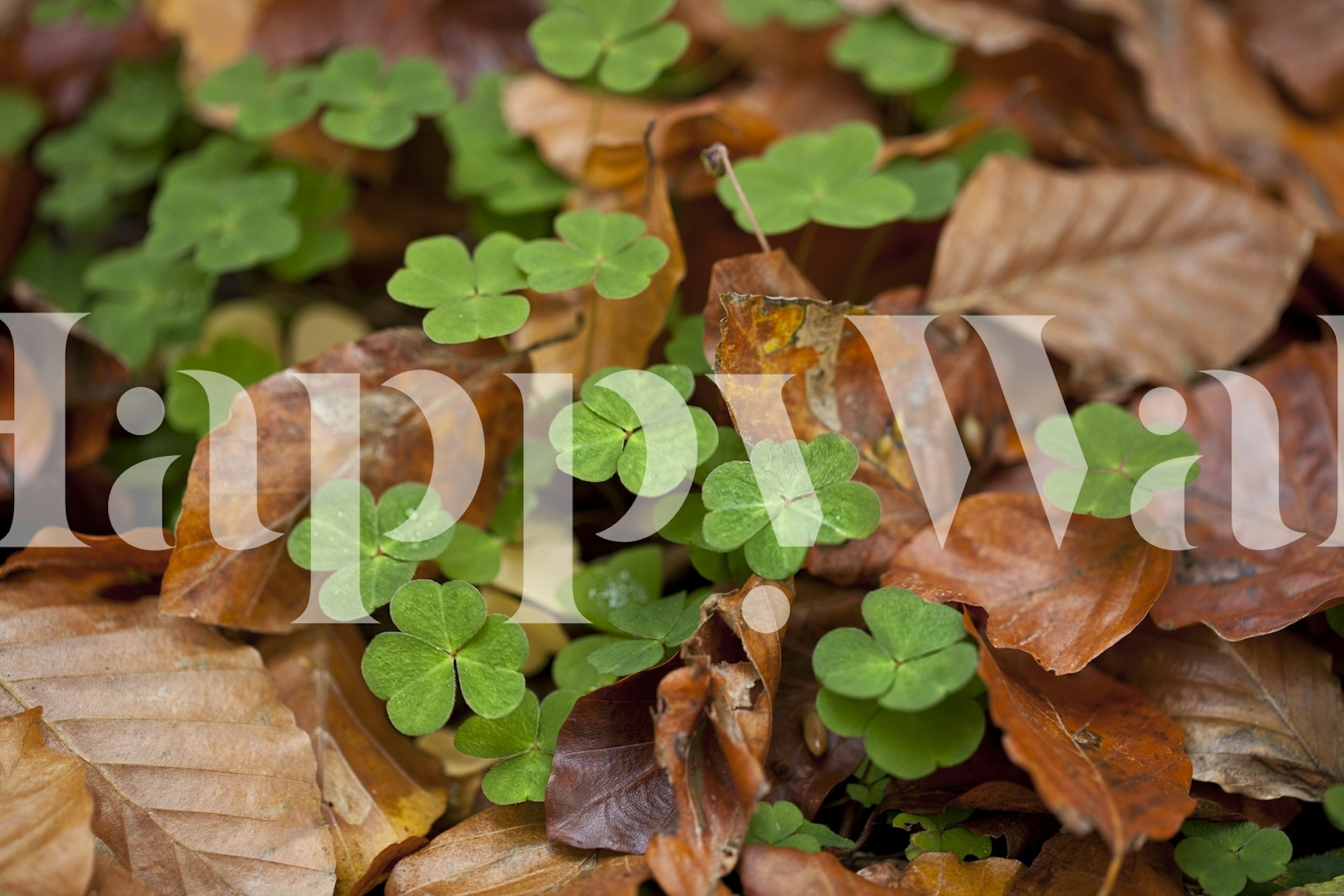 Spring Meets Autumn design tapety v místnosti