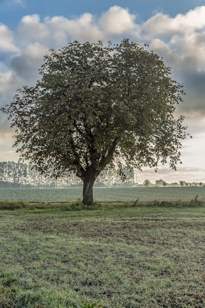 Τοιχογραφία