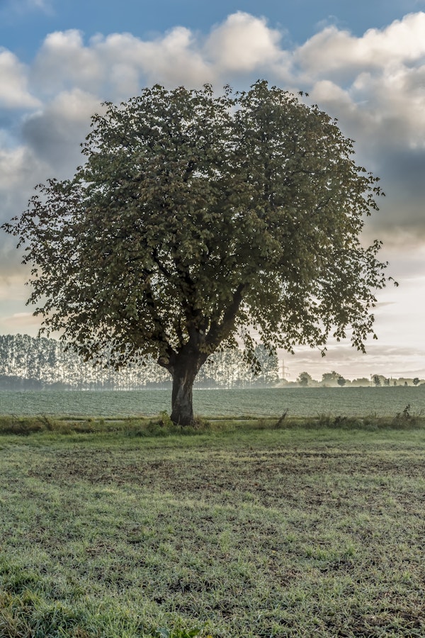 Rural Old Tree In Germany