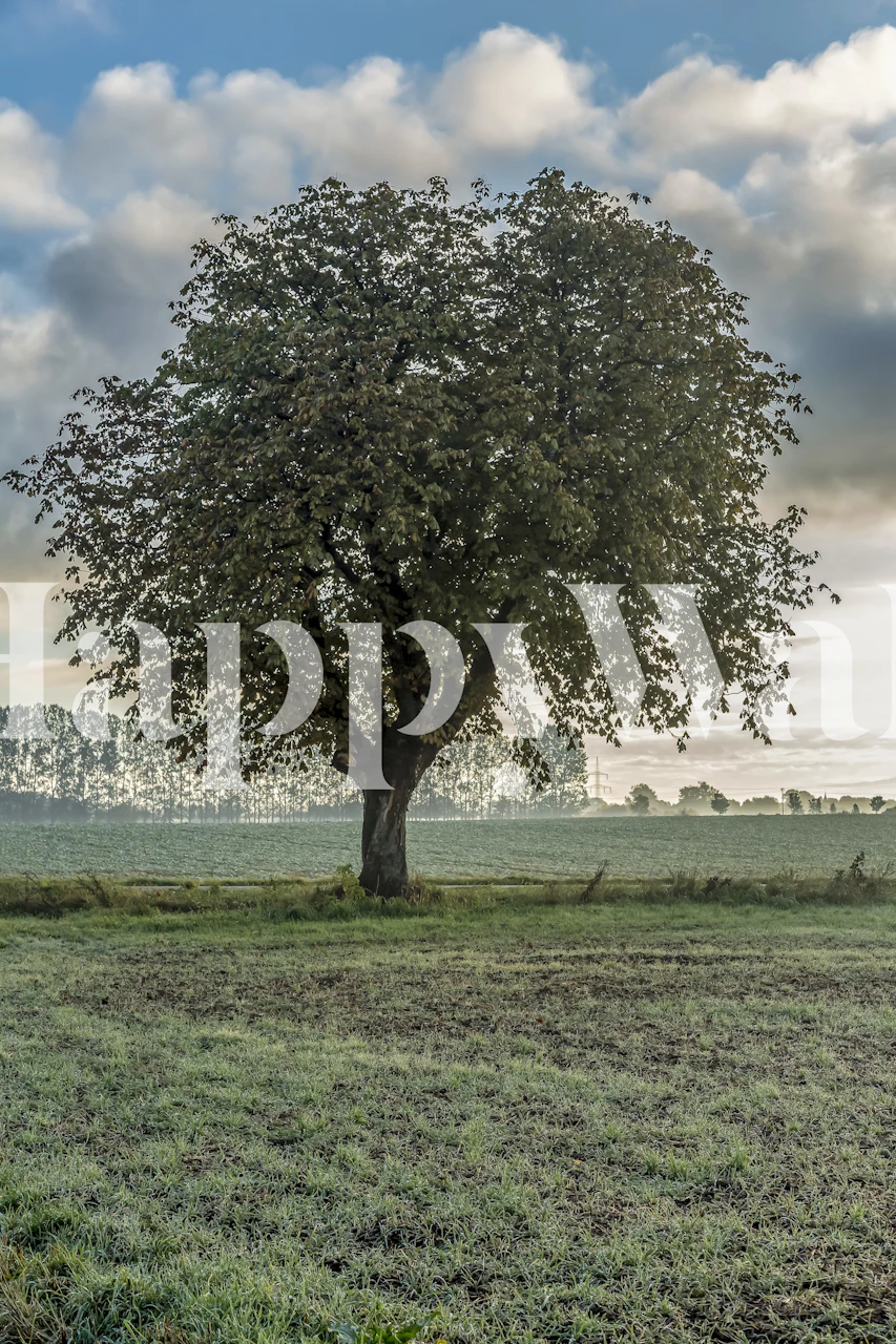 Lantligt gammalt träd i Tyskland tapet som visar upp ett ensamt träd på ett fält