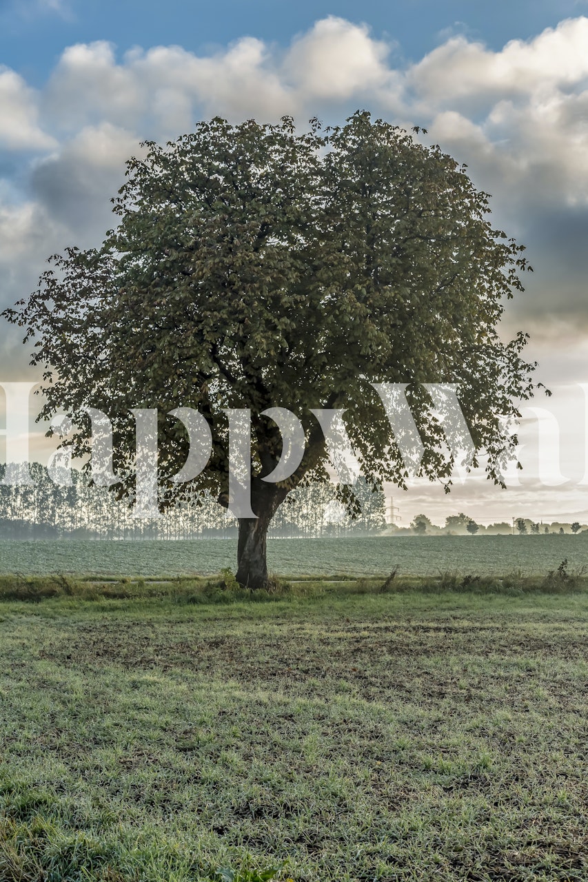 Rural Old Tree In Germany wall mural showcasing a solitary tree in a field