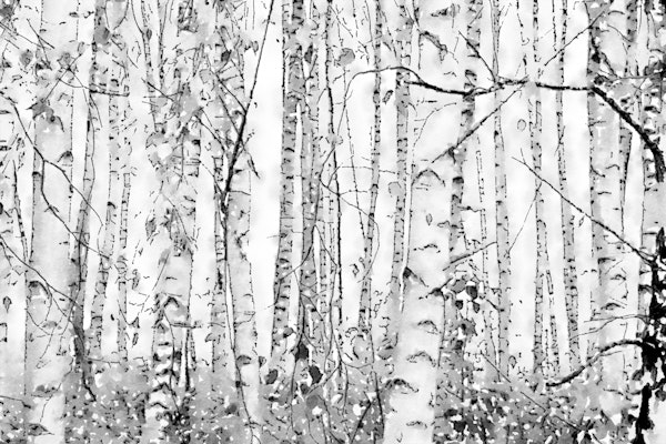 Birches Forest Black and White