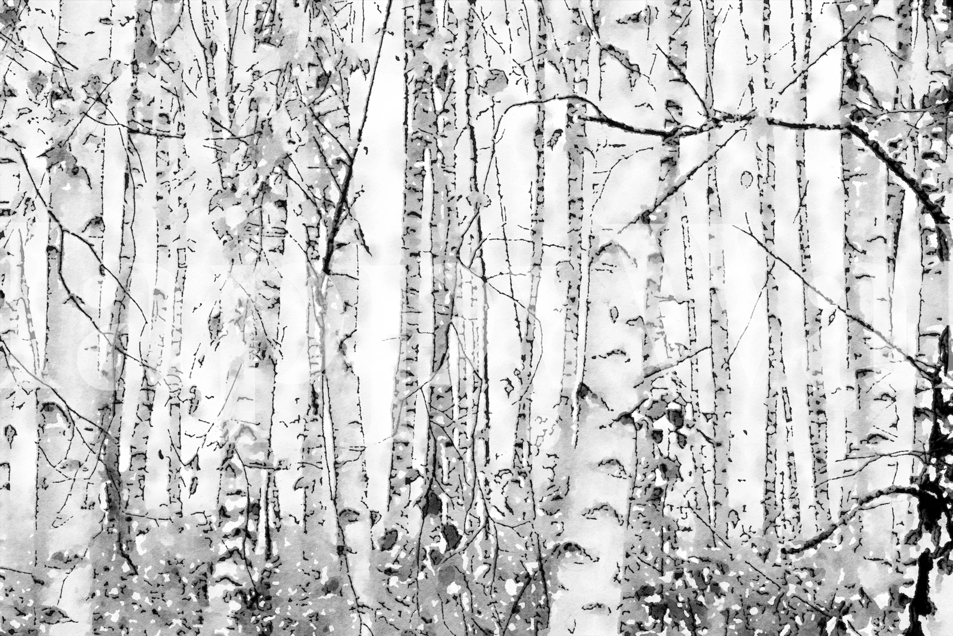 Black and white birches forest wallpaper with trees and branches