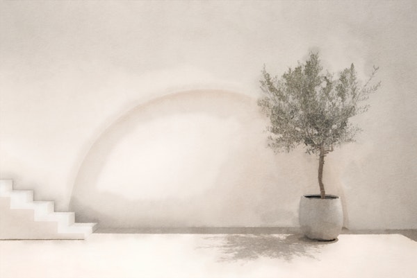 Olive Tree Watercolor