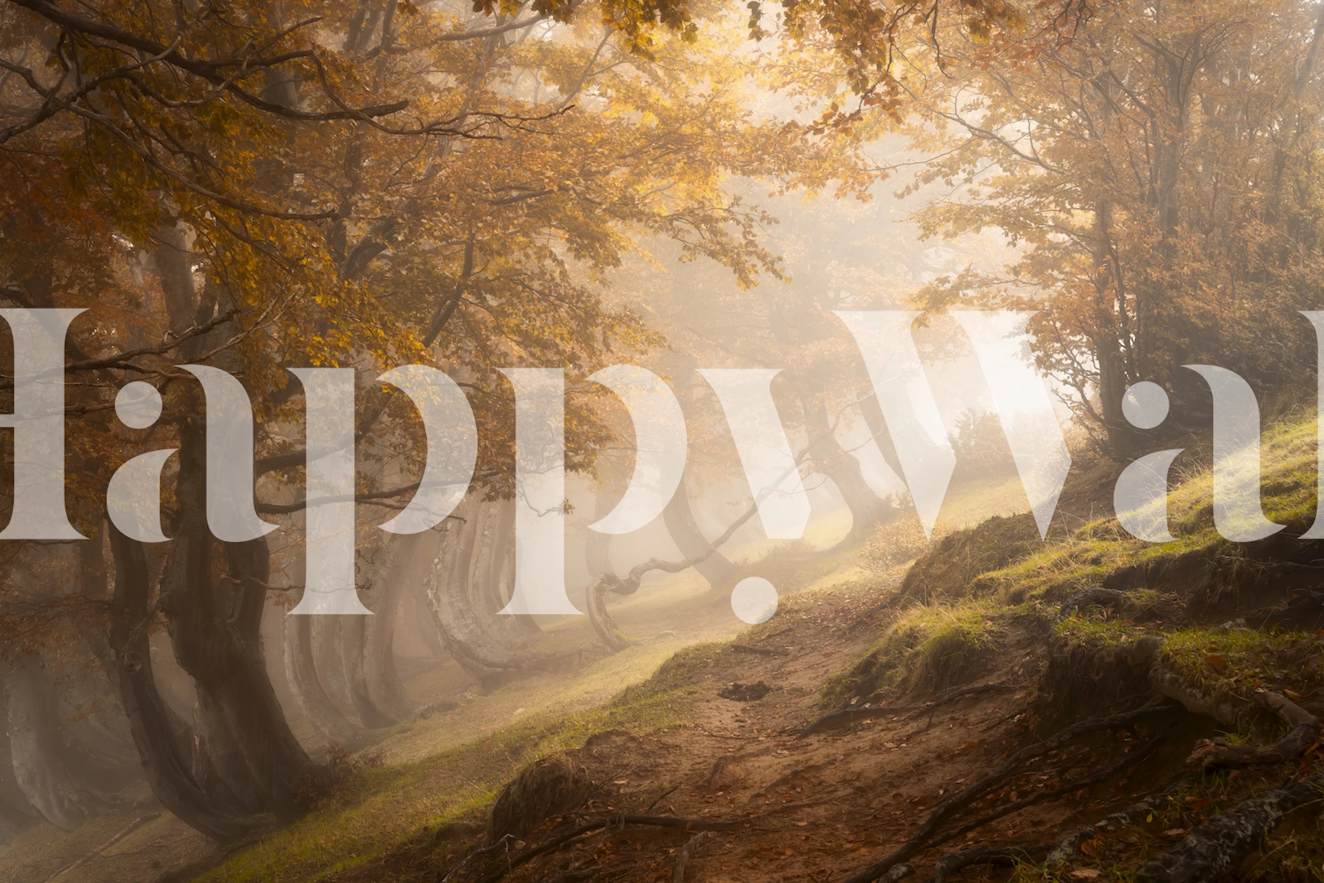 Papier peint Twisted beeches dans une pièce confortable