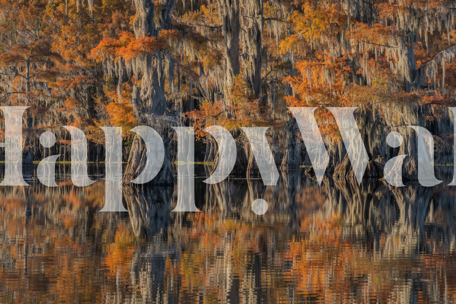 Caddo Lake with autumn cypress trees reflecting on water wallpaper