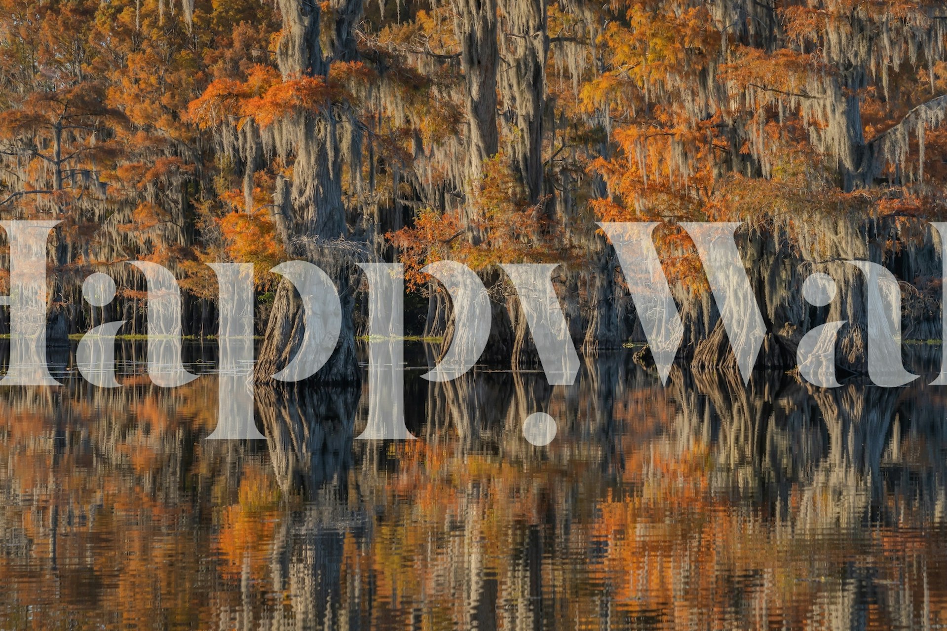 Caddo Lake with autumn cypress trees reflecting on water wallpaper