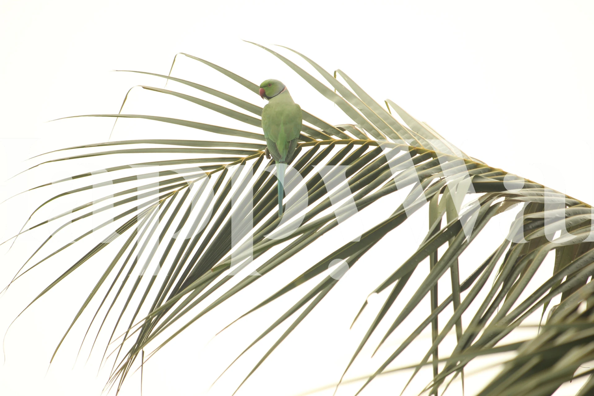 Green bird perched on palm leaves wallpaper