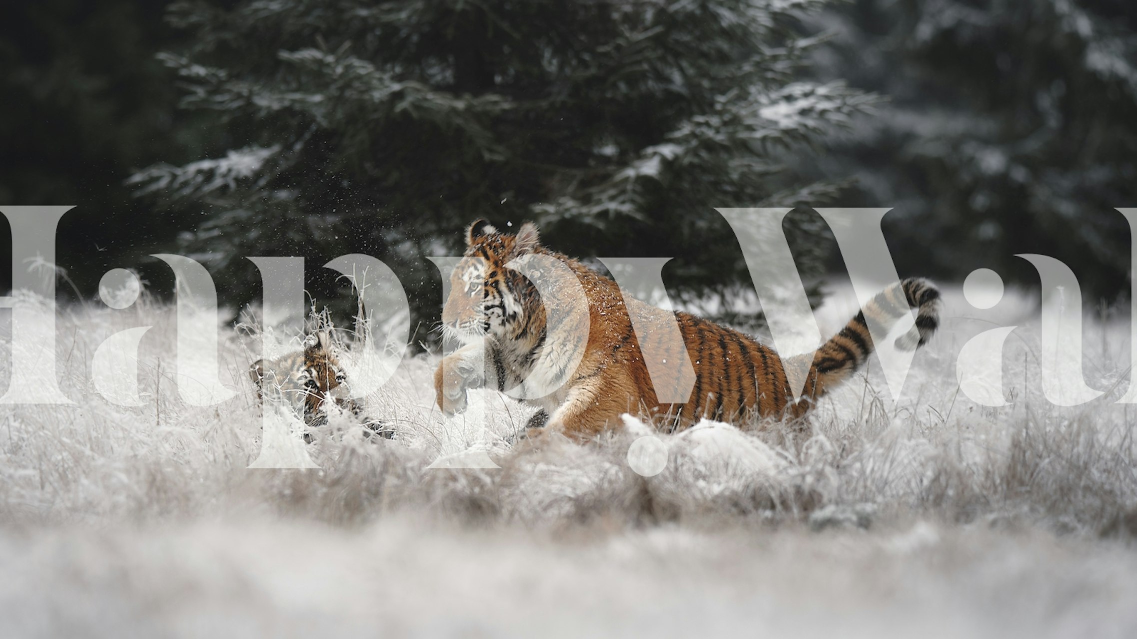 Tiger tapetdesign i en snødekt setting