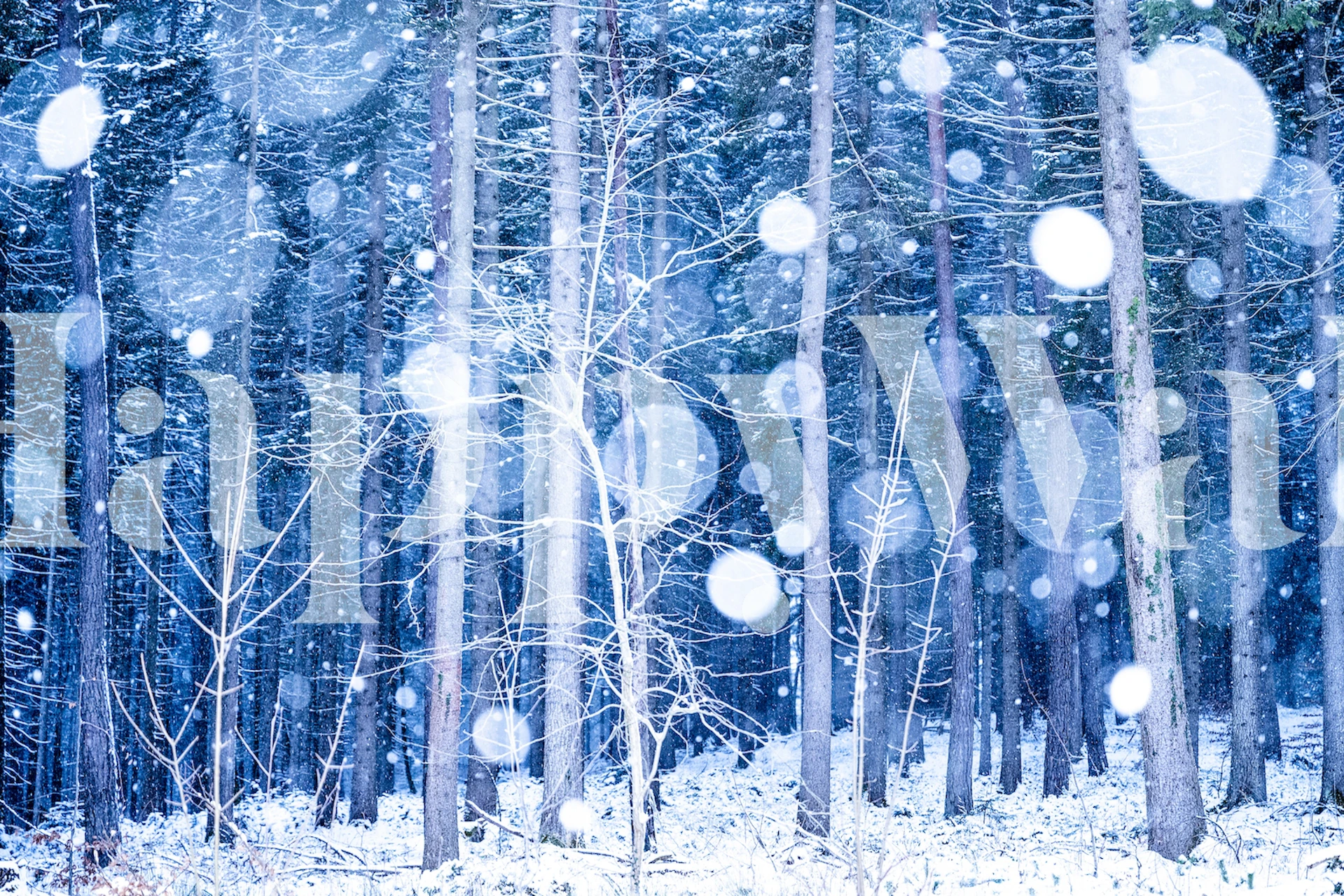Snowy forest with white trees and snowflakes wallpaper